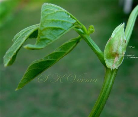  Stipules